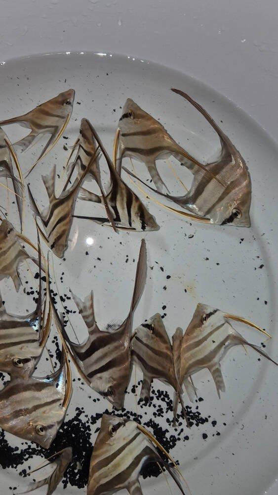 Prodej terčovců, L-sumců, skalár, rejnoků a jiných ryb