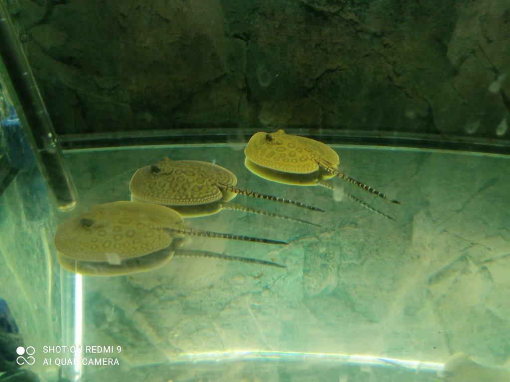 Potamotrygon