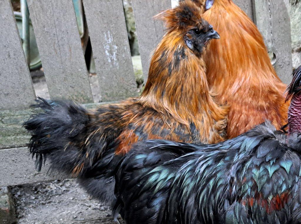 Kohout velké vousaté hedvábničky