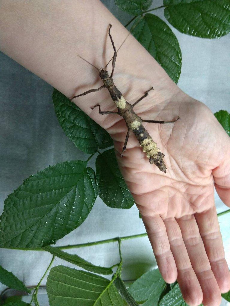 Strašilky a Pakobylky