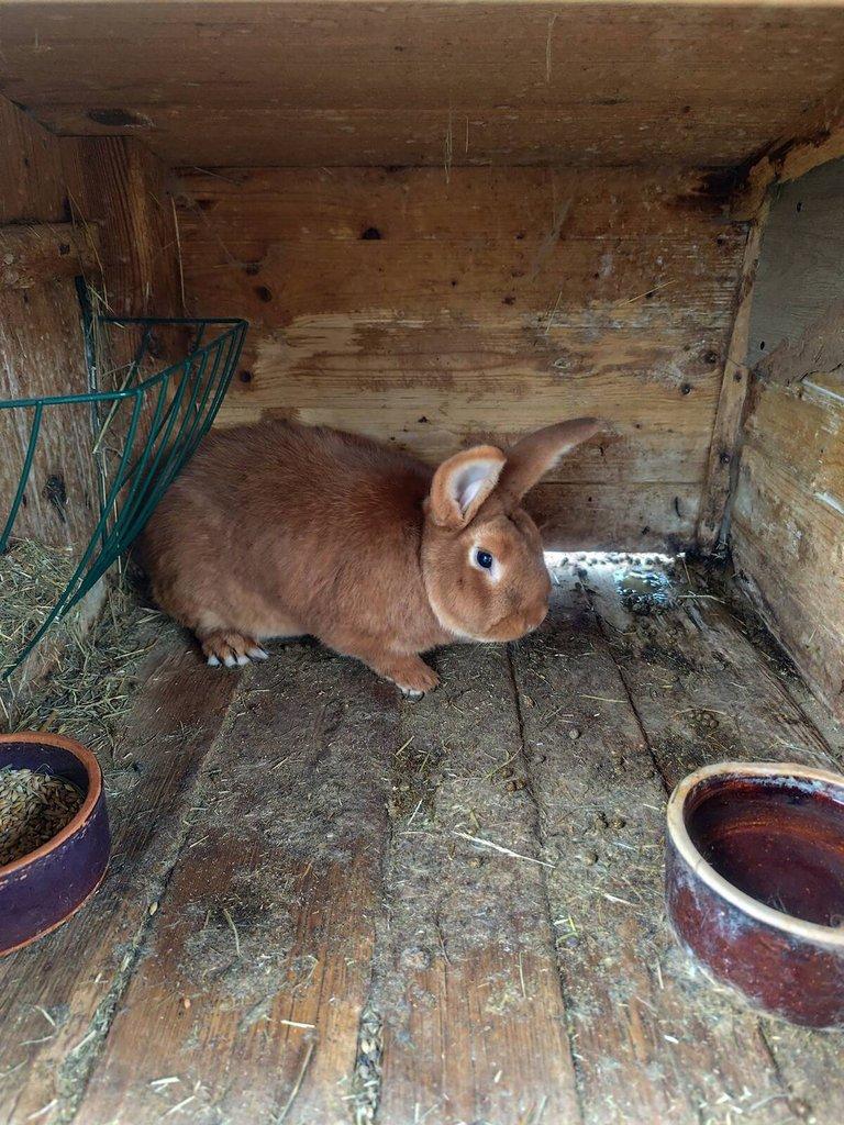 Prodám králíky na chov