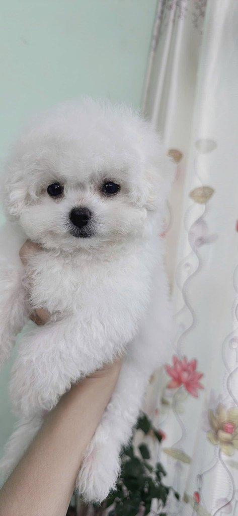 Bišonek na prodej ve vašem okolí