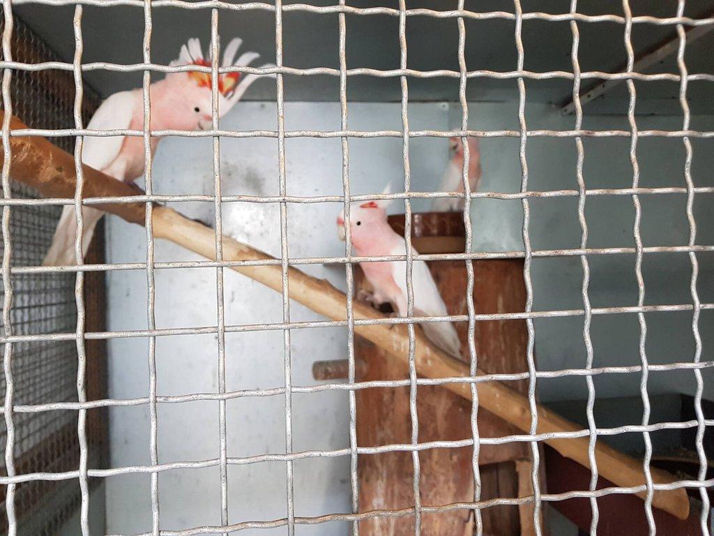 Prodám 1.1 papoušek královský žlutý kr 24,