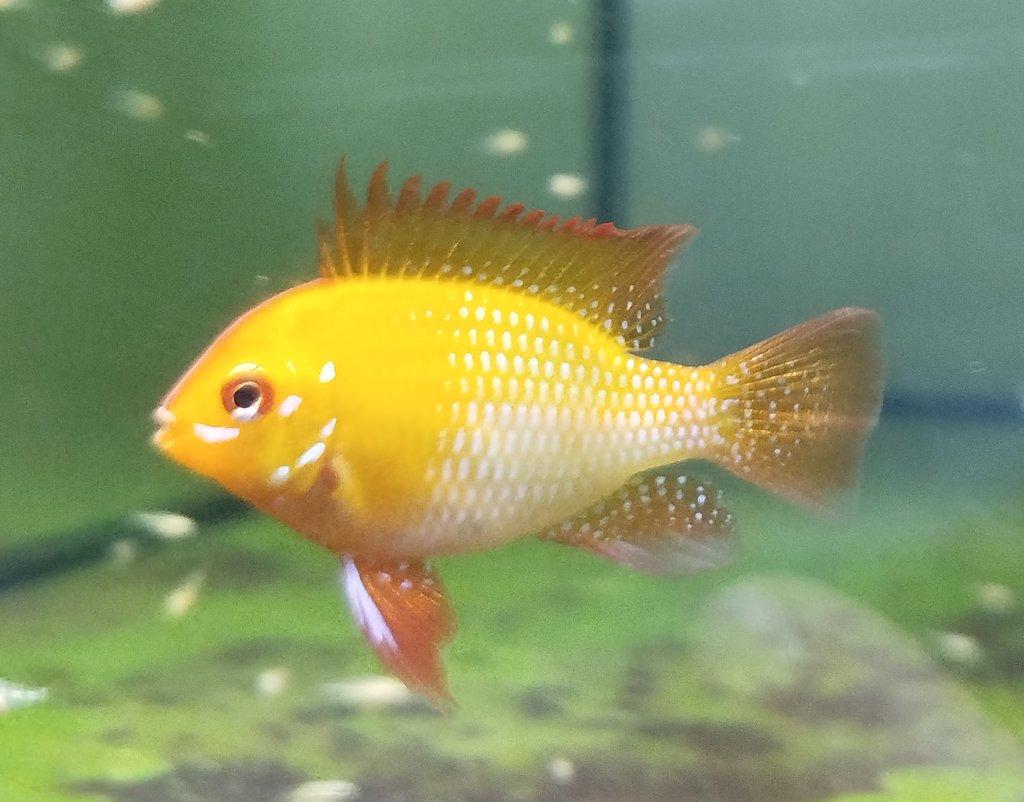 Mikrogeophagus ramirezi