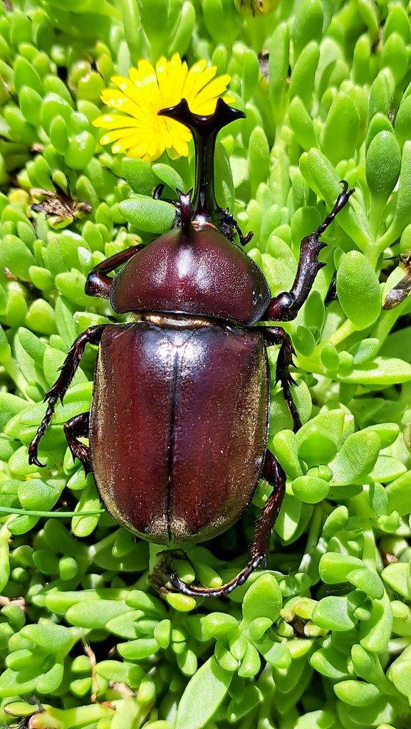 Nabídka larev na Faunatrhy Ostrava 15.2.2026