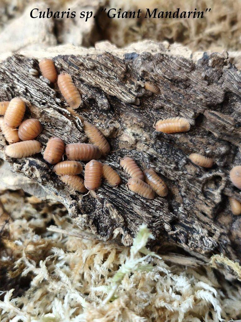 ISOPODY·STÍNKY·CHVOSTOSKOCI - POSÍLÁM / Fauna trhy Ostrava 26.4.