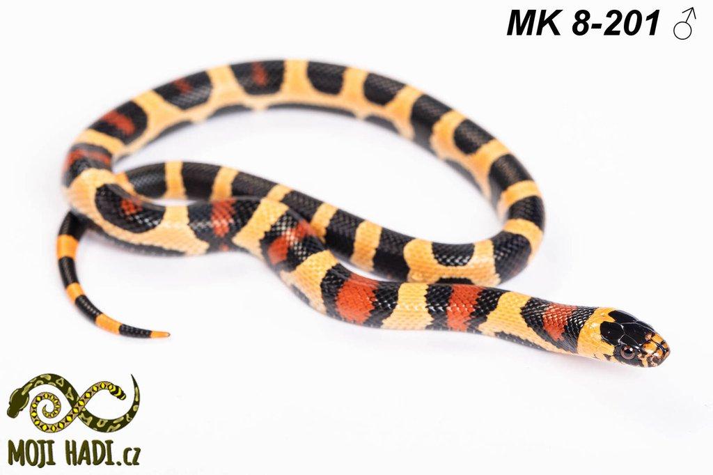MAGMAKING - korálovka - Lampropeltis