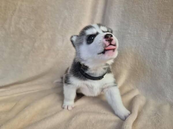 Štěňata Sibiřský husky