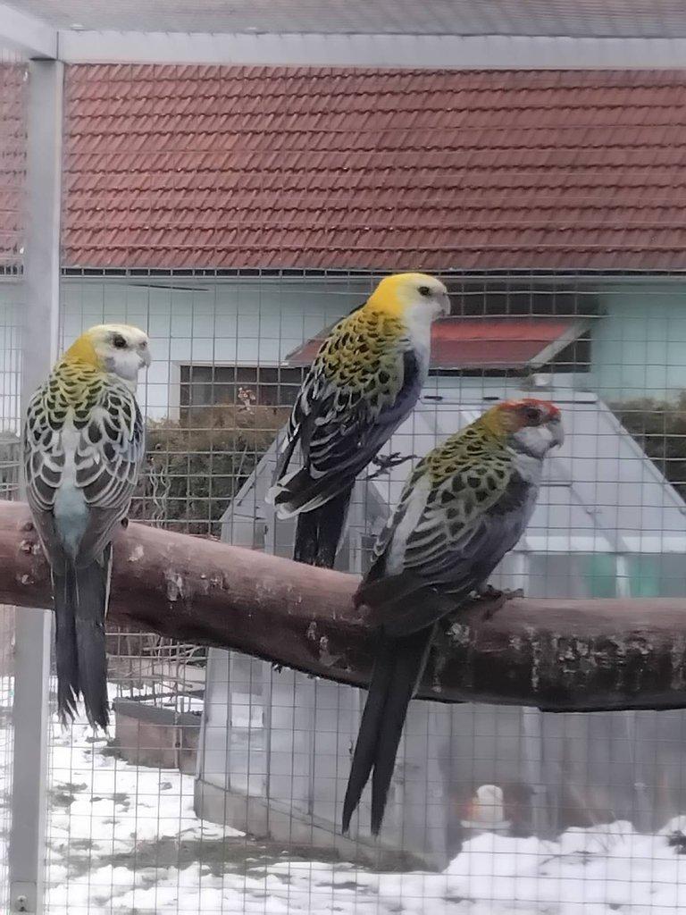 Rosela žlutohlavá po strakách