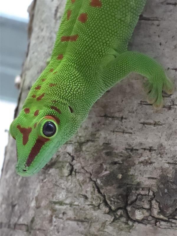 Koupím sub adult / adult samce phelsuma grandis HR - high red
