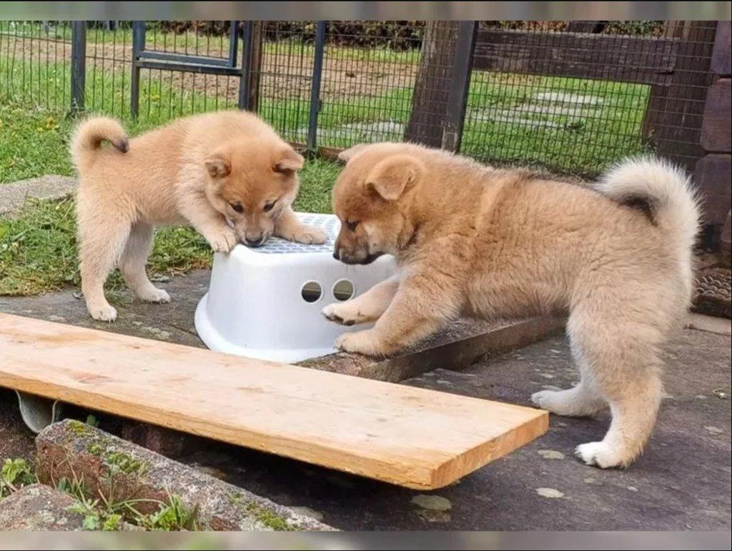 Prodám shiba inu s PP