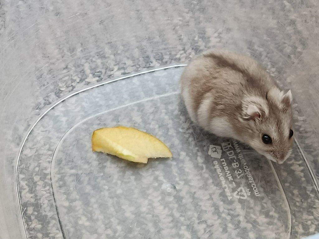 Křečík džungarský