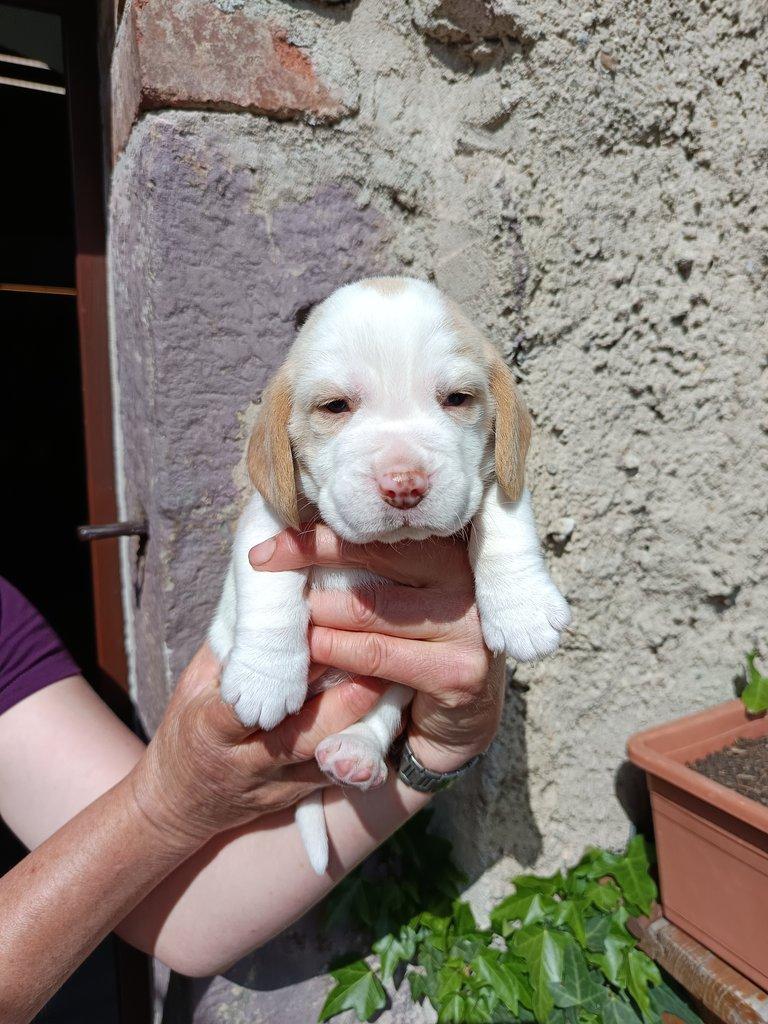 Beagle
