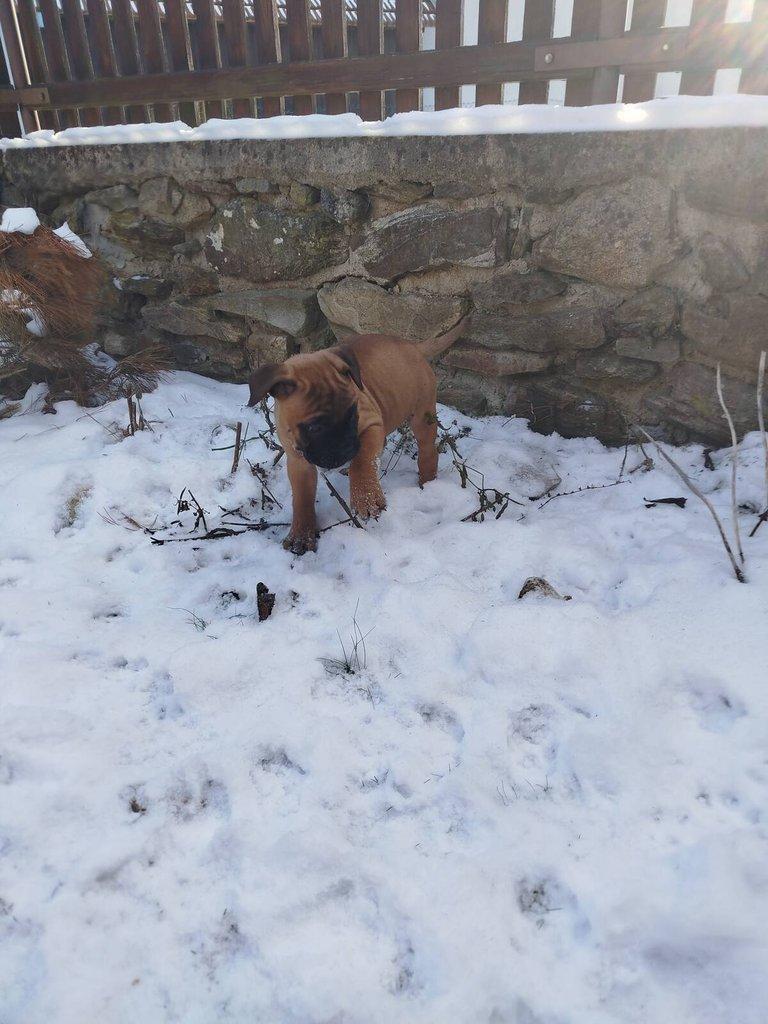 štěňata bullmastiff  bullmastIF