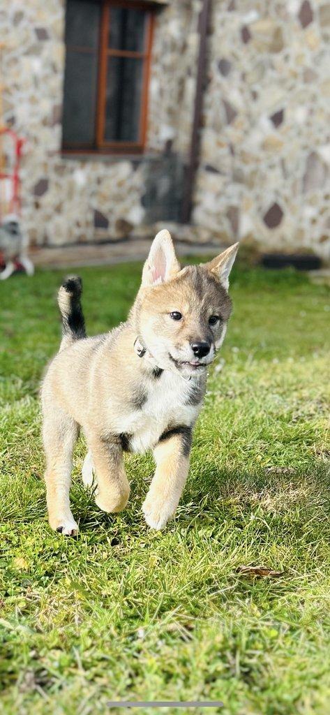 Shikoku štěňátko hledá milující domov