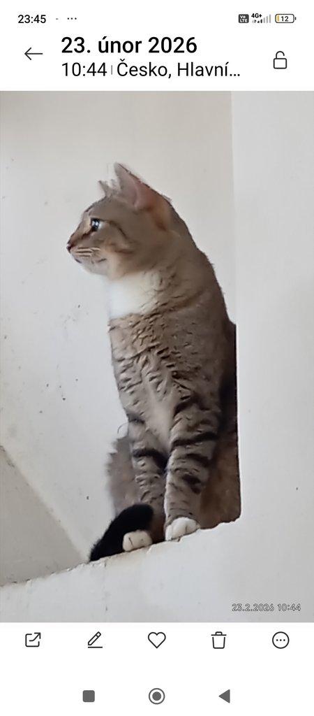 Krásný kocourek Stín x bengálský