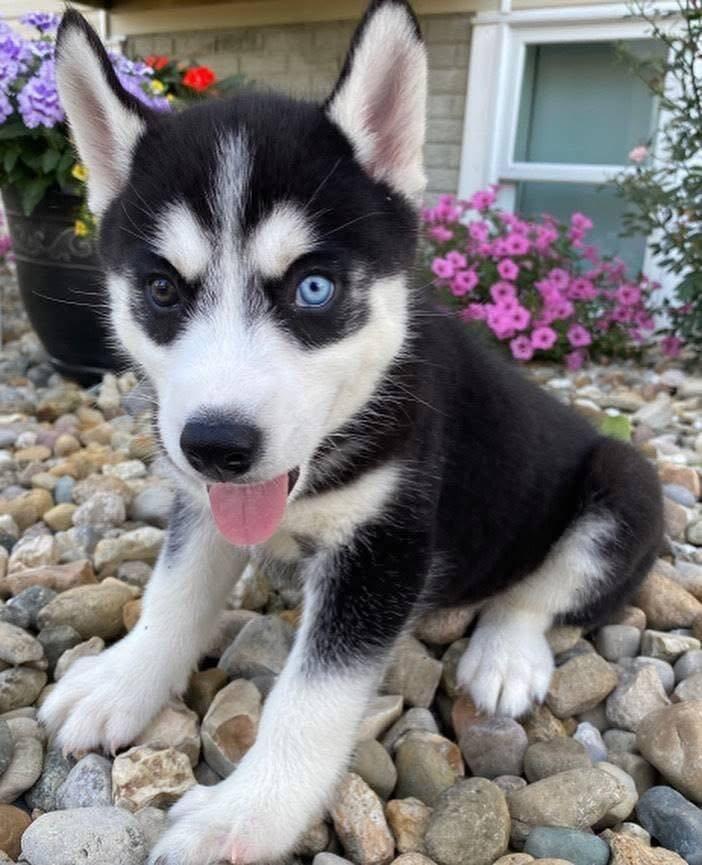 Sibiřský husky štěňátka