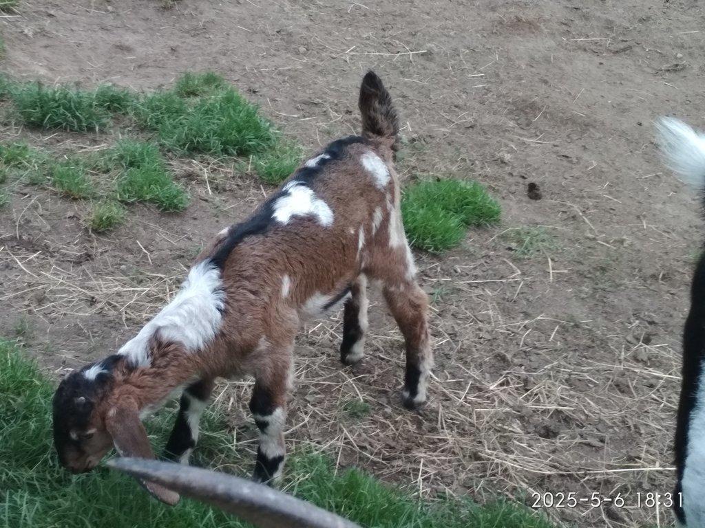 Prodám kozičky a kozlíka