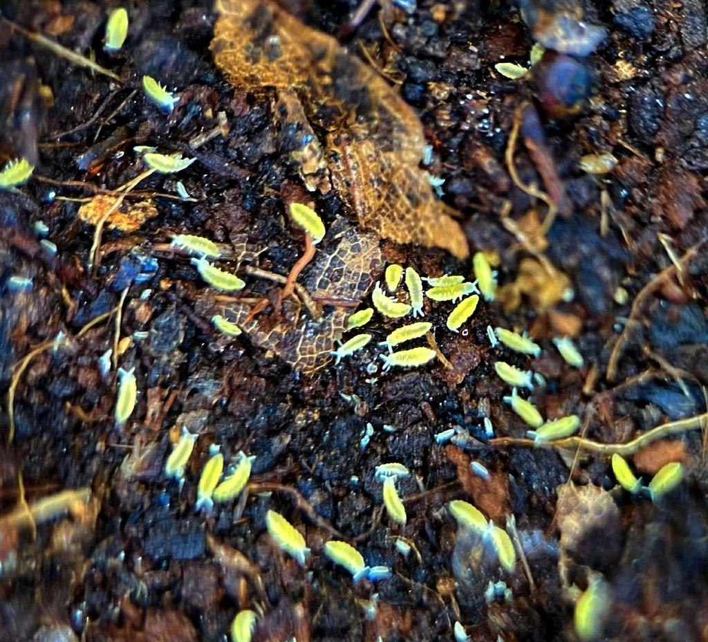 Isopody vhodné do terárií,ke krmení i hobby,chvostoskoci bílí i barevní