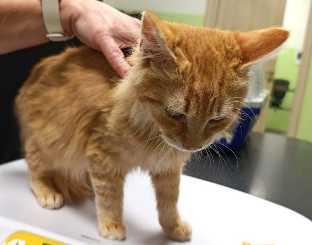 Kocourek Hubert hledá nový domov