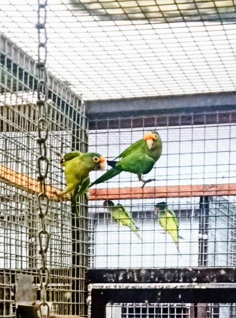 Aratinga oranzovocely