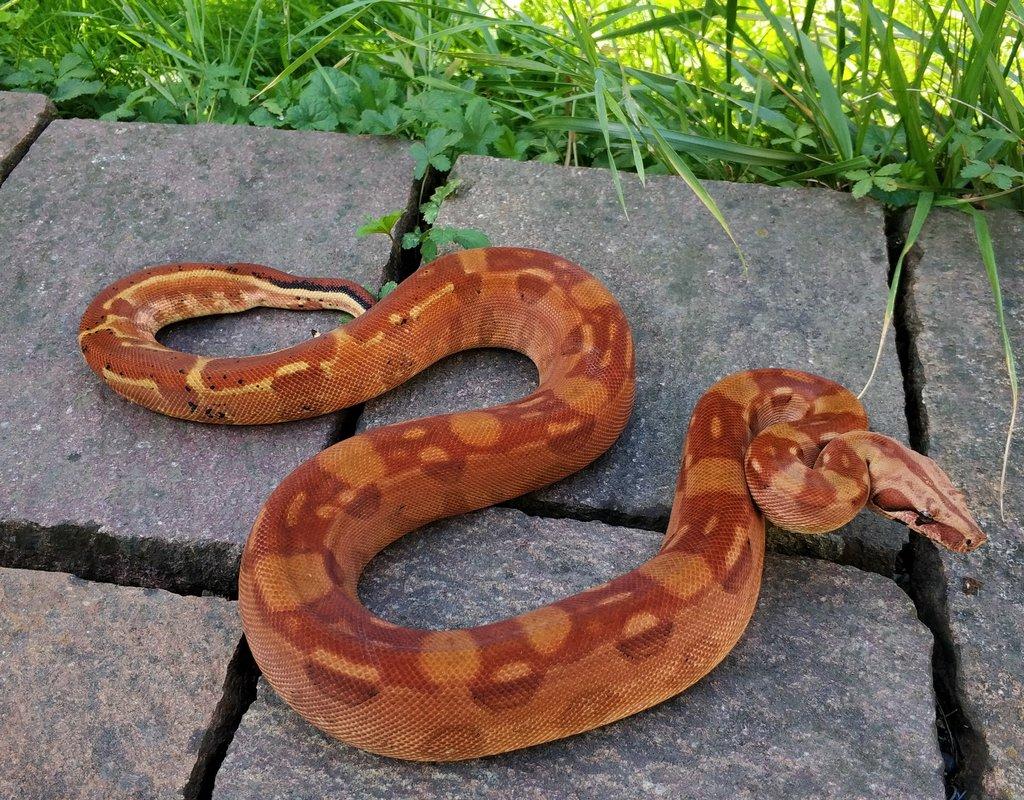 Boa imperator - Keltic VPI Sunglow, Aztec VPI Sunglow