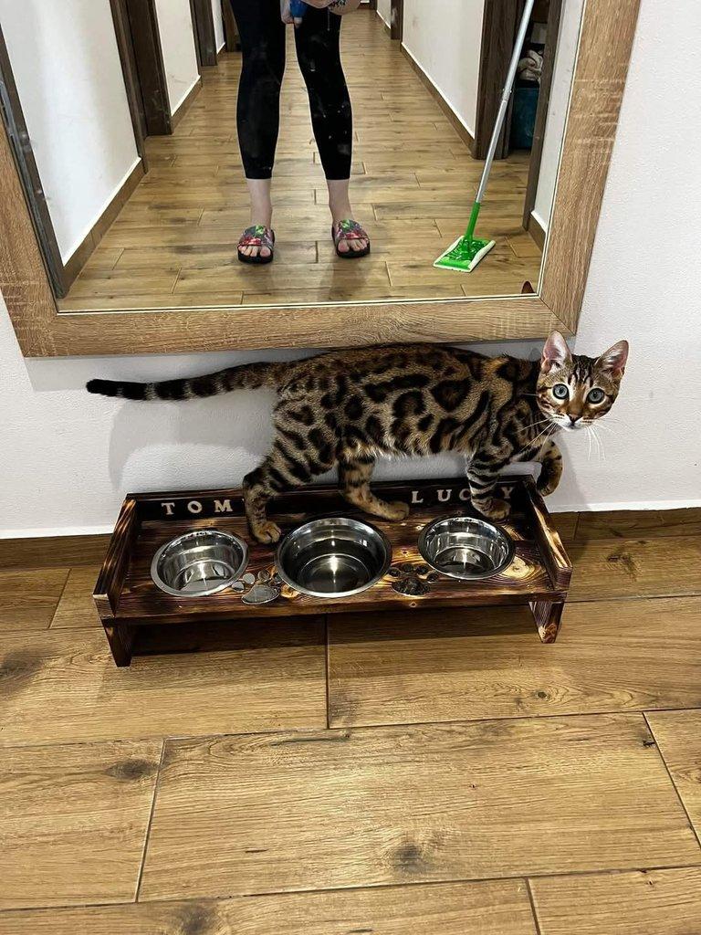 Dog bar