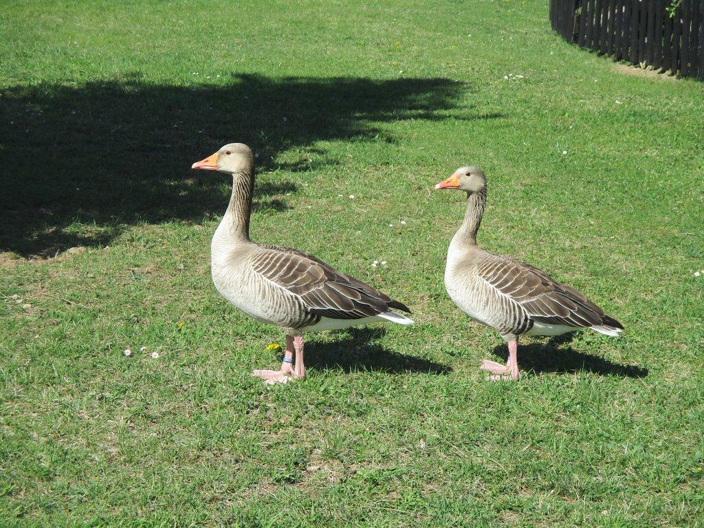 husy velké, indické, bernešky a husice