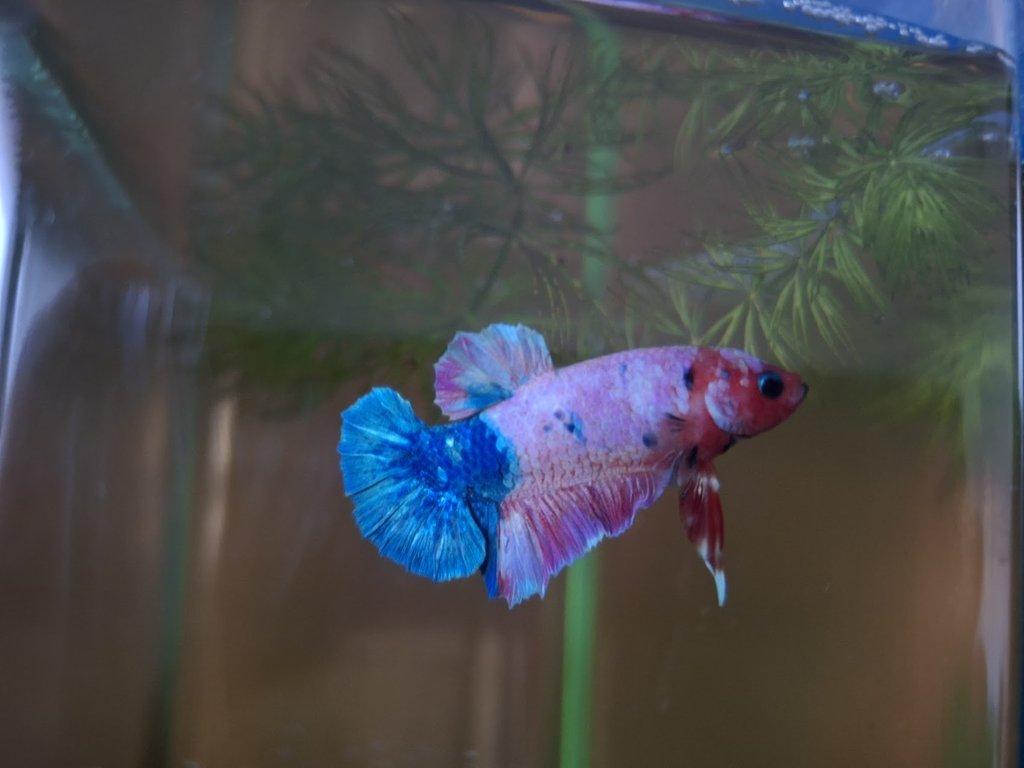 odchovy betta