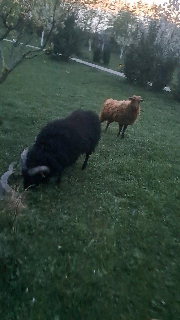 Prodám ročni pár ovečku