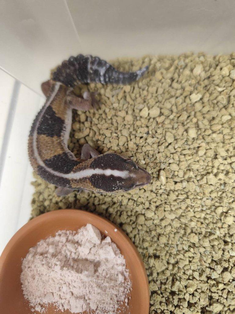 Gekončík africký - hemytheconyx caudicitus