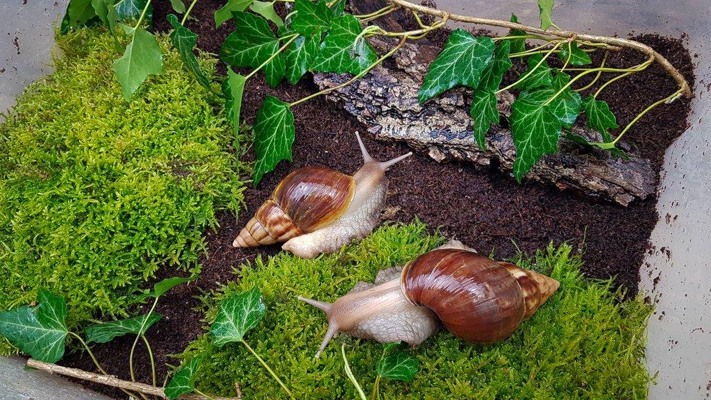 Africký šnek Lissachatina fulica Madagascar dark