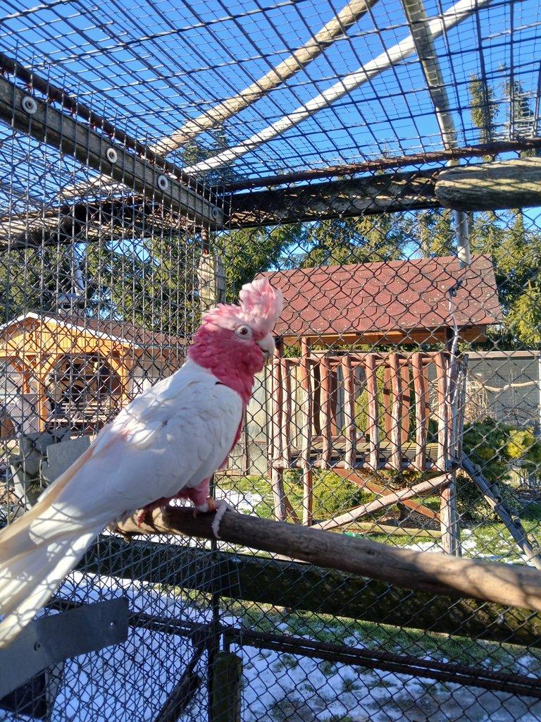 Kakadu ruzovy lutino