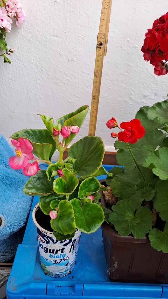 TRUHLÍKY S PELARGONIEMI ZONALE + voskovka zdarma