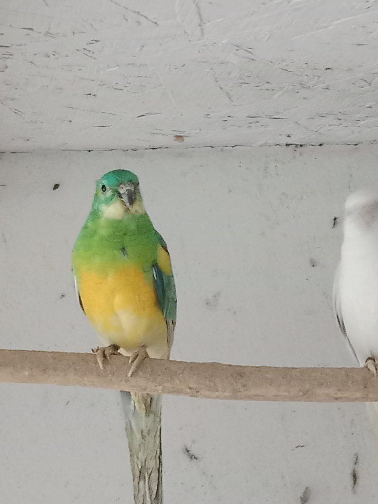 Prodám  papoušek zpěvavý