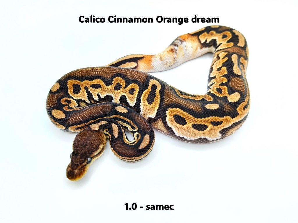 Krajta královská (Python regius) - mláďata