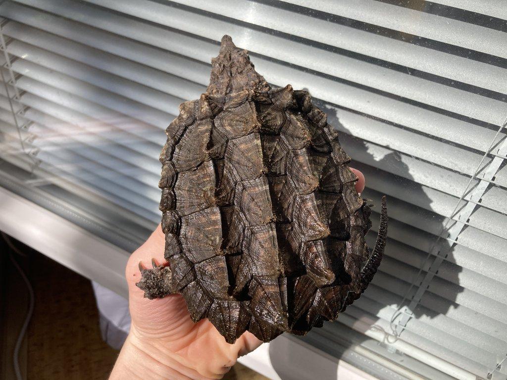 2 kajmanky supí 10cm a 25cm