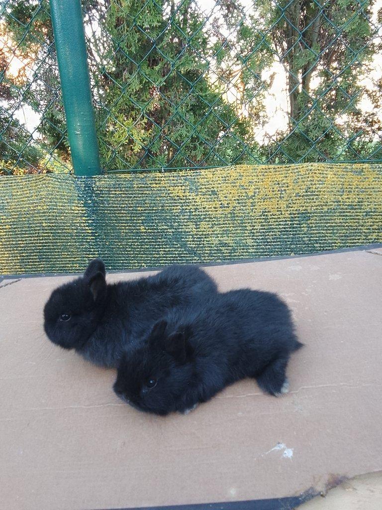 Zakrslý králík -králíčata