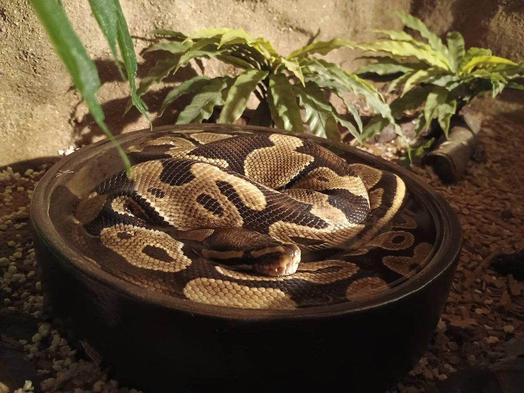 Krajta Královská + Terarium - BRNO - DOHODOU