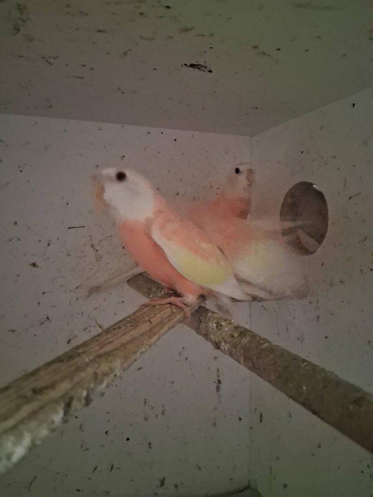 Neofema Bourek Rubino