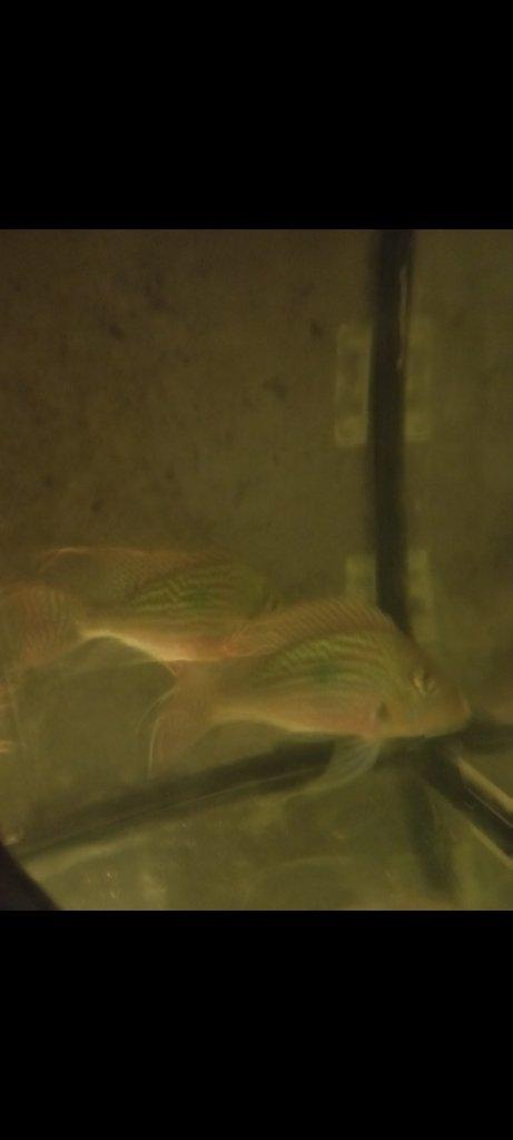 Geophagus sveni Rio parana chovný pár +4ks