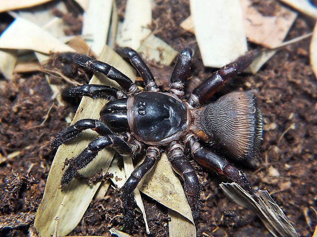 SpidersForge for Ostrava 31.08 prorders -15%