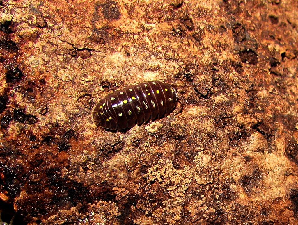 Isopody  - hobby,do terárií i krmné,chovné boxy,krmení - Živá exotika 6.9.,stůl J05