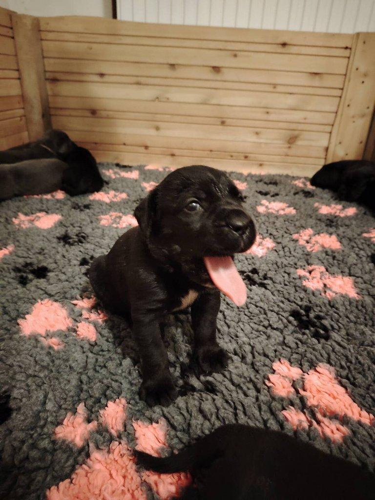 Prodám štěňata Cane Corso s PP