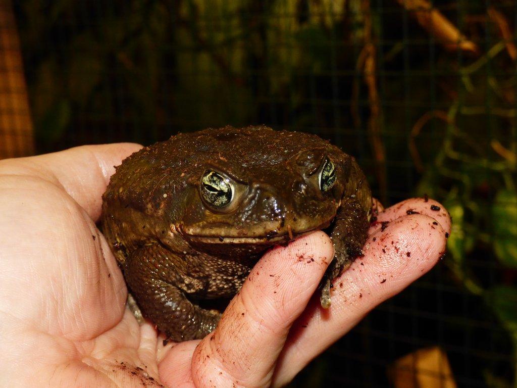 Ropucha obrovská (Rhinella marina)