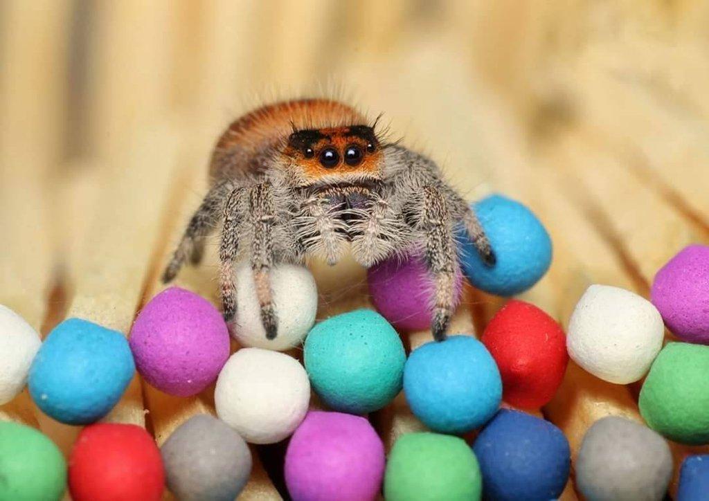 Phidippus regius Everglades, skákavka královská