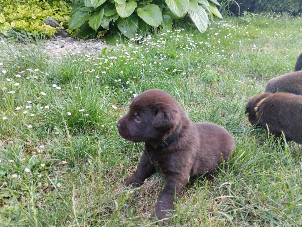 Štěňátka Labrador retriever