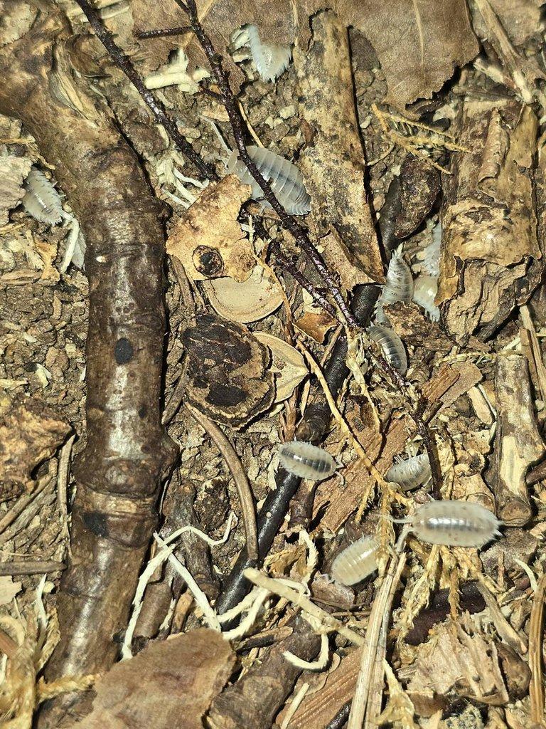 Porcellio laevis "White"