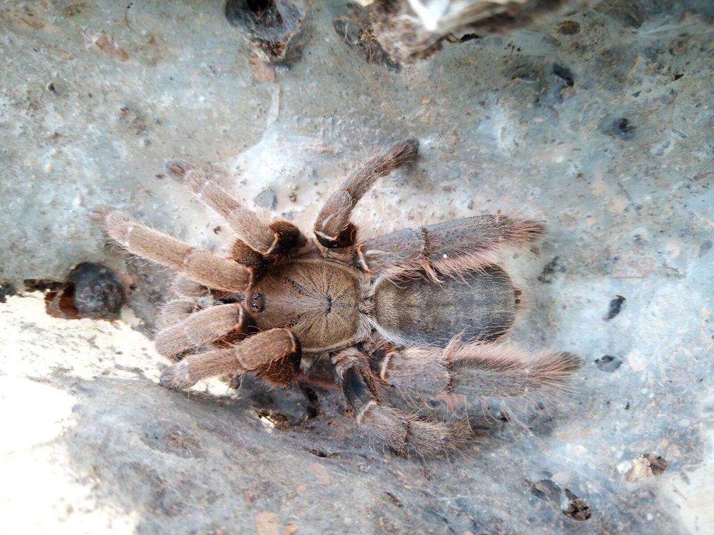 Ornithoctoninae sp. Vietnam,Vendula