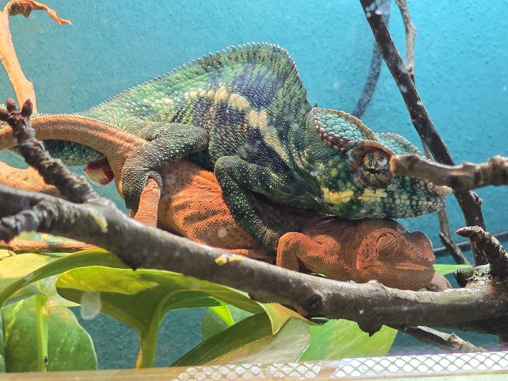 Furcifer pardalis NOSY BE